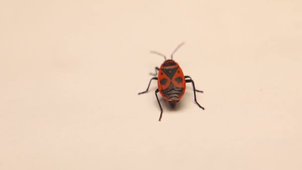 白色背景上的火虫 红色和黑色条纹臭虫隔离 它也被称为带有黑点的红虫 野生动物 野生生物 — 图库视频影像