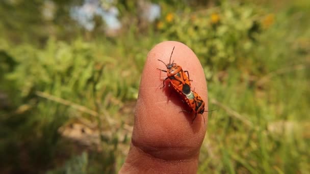 火虫在手指上 萤火虫交配 生物学家异国情调的兽医抱着虫子昆虫这种昆虫也被称为红色和黑色条纹臭虫或带有黑点的红色臭虫 野生动物兽医 — 图库视频影像