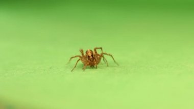 Avrupa su örümceği midesinin arkasında bir yumurta kesesi taşır, opisthosoma. Dolomedes fimbriatus, Pisaurida familyasından bir örümcek türü.