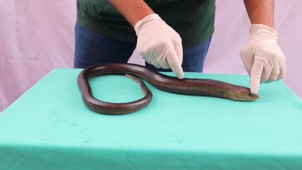 Veterinário Exótico Ajudando Lagarto Europeu Sem Pernas Doutor Injetando Réptil — Vídeo de Stock