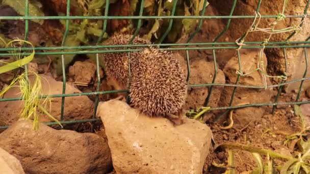 Veterinario Esotico Che Aiuta Riccio Europeo Bloccato Recinto Giardino Veterinario — Video Stock