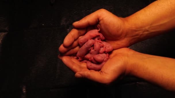 Veterinaria Sosteniendo Bebés Rata Raza Wistar Rata Blanca Nido Ratas — Vídeo de stock