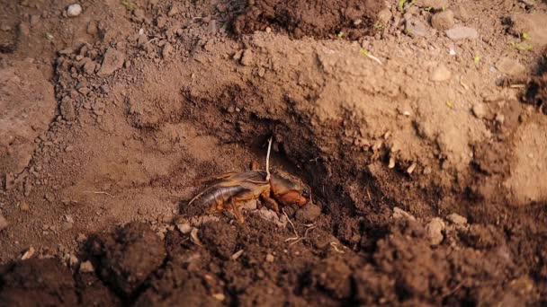 Köstebek Cırcır Böceği Toprağı Kazıyor Bahçedeki Köstebek Cırcırböceği Köstebek Cırcırböceğinin — Stok video