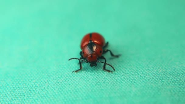 Piros bogár elszigetelt zöld háttérrel. A rovar olyan, mint egy katicabogár, katicabogár. Szekrény poloska a stúdióban. rovarok, bogarak közelsége. Állatok, állatok. Hölgyem - madár. Vadvilág, vad természet. Erdő, erdő
