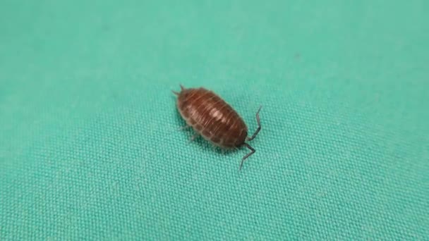 Woodlouse Insecto Píldora Sobre Fondo Verde Piojo Madera Aislado También — Vídeos de Stock