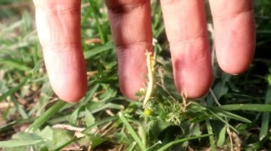 Ellerinde peygamberdevesi resmi var. Doğada peygamber devesini kapatın. Peygamber devesi avına yakın çekim. hayvan, böcek, böcek, böcek, böcek, hayvan, hayvan, vahşi doğa, orman, orman, bahçe, park