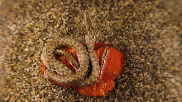 Serpiente Una Roca Medio Del Agua Está Tomando Sol Serpiente — Vídeos de Stock