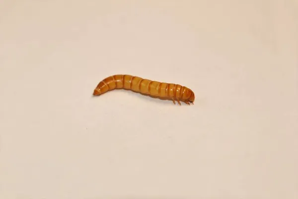 Zbliżenie Czarny Chrząszcz Larwa Biały Tło Mealworms Jadłowstręt Odizolowany Etapy Obraz Stockowy