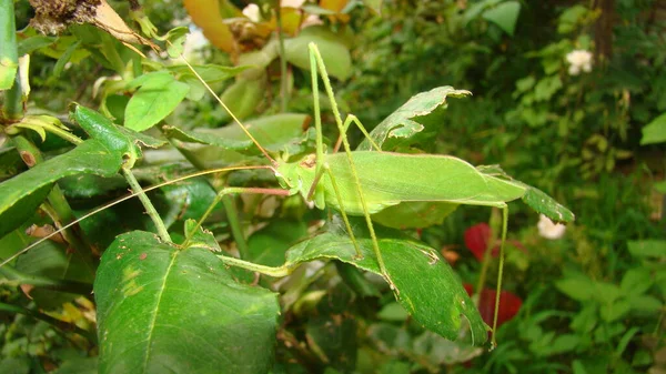 Katydid. Katyy yaprakların üzerinde doğada yaptı. Yeşil katydidler. Kamuflaj Katydid. Kamuflaj böcekleri hayvanları kamufle eder. Böcekler, böcekler, böcekler, böcekler, hayvan, vahşi yaşam, vahşi doğa, orman, orman, bahçe