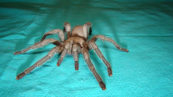Tarantula, yeşil arka planda örümcek. Vahşi tarantula Örümcek 'in dişisine yakın. Dişiler 25 yıla kadar yaşayabilir. tarantula dişleri, böcekler, böcekler, böcekler, hayvanlar, hayvanlar