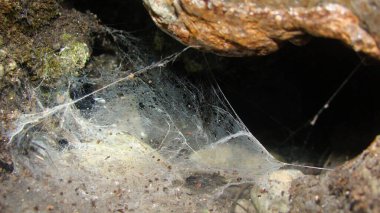 Örümcek. Ağaca ağ ören örümcek. Ağ örümceğine, yakın çekim böceğine, böceklere, böceklere, hayvanlara, hayvanlara, vahşi yaşama, vahşi doğaya, ormana, bahçeye, parka