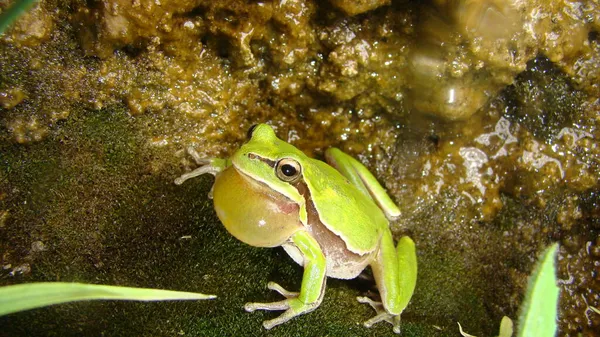 Rana Naturaleza Rana Verde Pantano Por Noche Primer Plano Chirrido — Foto de Stock