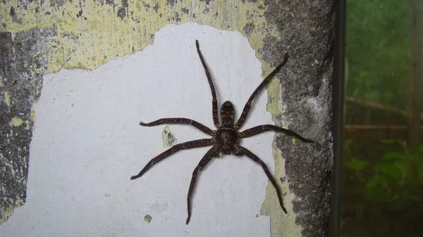 Pavouk Zdi Opuštěném Domě Pavouk Izolovaném Bílém Pozadí Pavouk Čeká — Stock fotografie