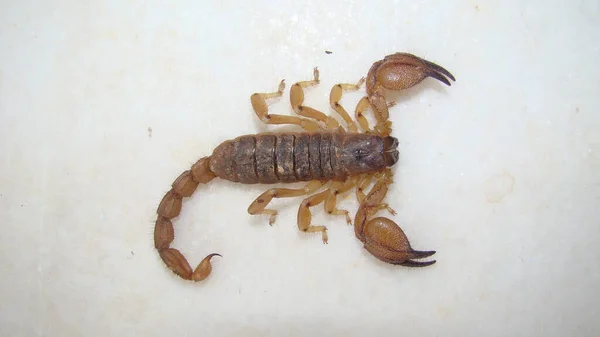 Skorpionen Isolerad Skorpion Vit Bakgrund Närbild Gul Skorpion Närbild Skorpion — Stockfoto