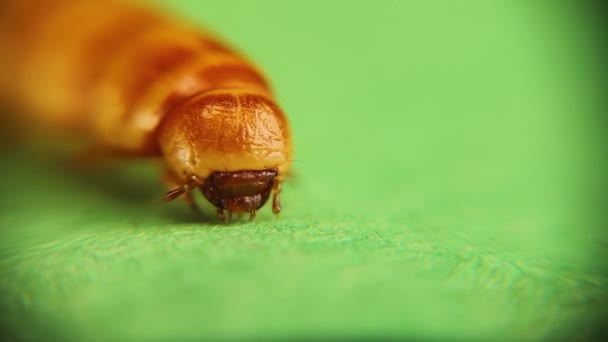 Mealworm Hlava Pod Mikroskopem Larva Stádium Žížaly Superčerv Izolovaný Zeleném — Stock video