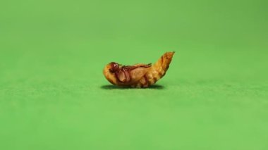yeşil arka planda yemek solucanı; pupa. Süper solucan; yemek solucanının pupa aşamaları, süper solucanların yaşam döngüsü, süper solucanlar, süper solucanlar. Yenilebilir böcekler. Canlı et böceği. Böcekler, böcekler. hayvanlar, hayvanlar