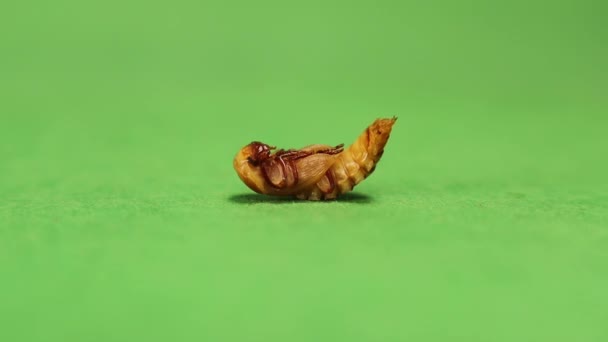 Σκουλήκι Γεύμα Πράσινο Φόντο Μαριονέτα Superworm Απομονωμένη Στάδια Μαριονέτα Του — Αρχείο Βίντεο