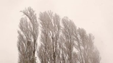 Türkiye 'nin Erzurum kentindeki siyah kavak ağaçlarına (Populus nigra) şiddetli kar yağışı yağıyor. Bu şehirde sıcaklık -50 C 'ye ulaşır. Güzel doğal manzara. Kış turizmi. Buz, buz, donmuş