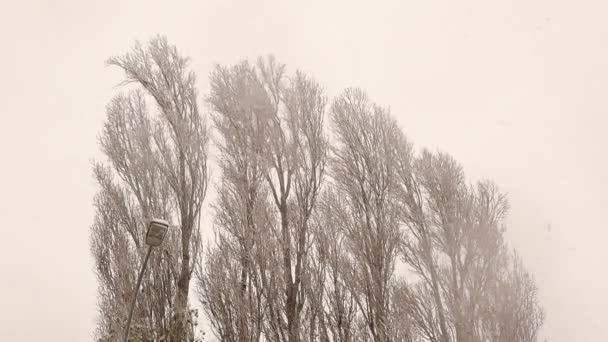 Zware Sneeuwval Zwarte Populieren Populus Nigra Park Erzurum Turkije Temperatuur — Stockvideo