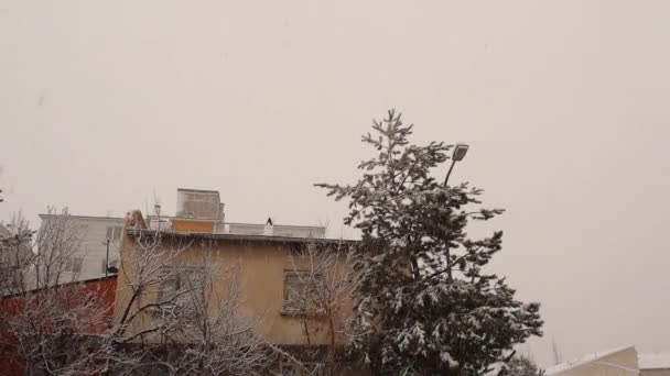 Zware Sneeuwval Erzurum Turkije Temperatuur Erzurum Kan Oplopen Tot Prachtige — Stockvideo