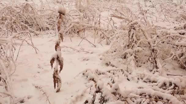 Снег Падает Лесную Почву Парк Эрзуруме Турция Температура Этом Городе — стоковое видео