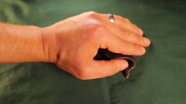 Egzotik veteriner yılanı inceliyor. Kör yılan zehirli değildir; yeşil arka planda izole edilmiş bir solucan (solucan yılanı) gibi görünür, sürüngen. Vahşi yaşam veterineri. Veterinerlik. Vahşi yaşam veterineri