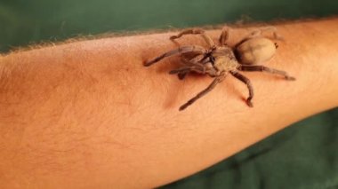 Egzotik veterinerin kolunda yürüyen tarantula. Hayvanları en az tedirginlikle muayene edin. Büyük bir örümcek, böcek ve böcek tutuyor. Vahşi yaşam veterineri. Veteriner tıbbı. Vahşi doğa, böcekler, böcekler.