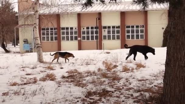 冬の野良犬2匹は Cで雪の中で食べ物を探しています ホームレスの動物 ペット ペット自然シーン 野生動物野生動物 — ストック動画