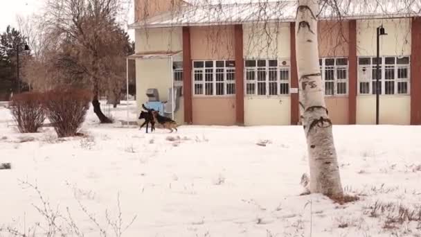 冬には2匹の野良犬が雪の上で遊んでいます お楽しみください ホームレス動物 ペット ペット 自然の風景 野生動物野生動物 — ストック動画
