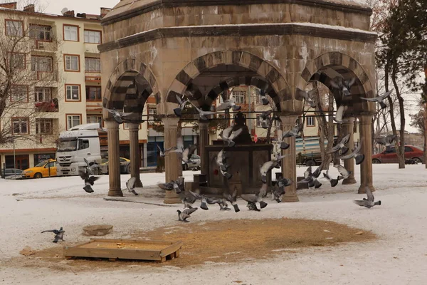 Yaygın Güvercinler Mısır Gevreği Yer Bazı Iyi Insanlar Kuşların Kışı — Stok fotoğraf