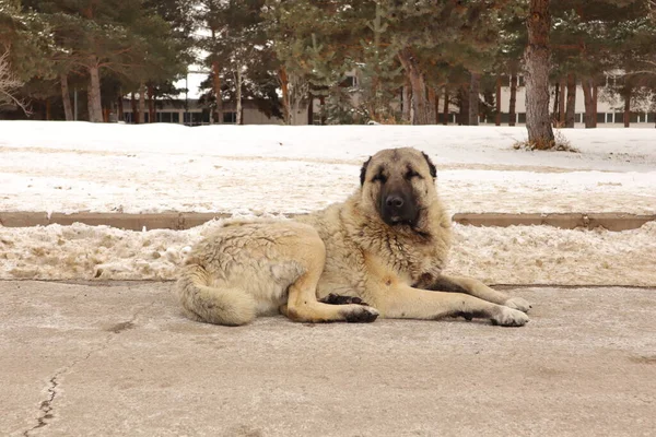 Türk Kangal köpeği karla çevrili caddede oturuyor. Evsiz bir köpek, sokak köpeği. Kışın şehirde hayvanlar olur. Hayvan, soğuk havaya karşı. Evcil hayvanlar, evcil. Aşk köpekleri. Vahşi doğa