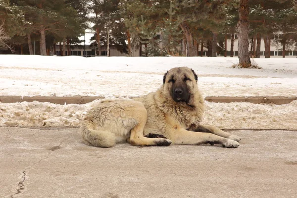 Turkish Kangal Dog Sits Street Surrounded Snow Homeless Dog Stray Stock Picture