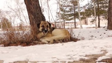 Evsiz köpek oturur ve karla çevrili ağacın altında uyumaya çalışır. Kışın şehirde başıboş bir köpek. Hayvanlar soğuk havaya karşı. Evcil hayvanlar, hayvanlar, hayvanlar. Aşk köpekleri. Vahşi yaşam, vahşi doğa.