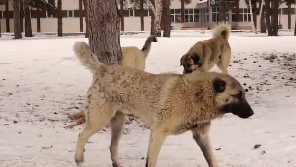 Tre Cani Randagi Inverno Animali Cerca Cibo Tra Neve Animali — Video Stock