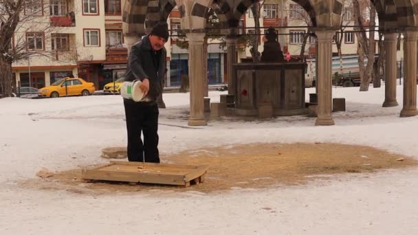 Goede Man Voedt Vogels Winter Gewone Duiven Kraaien Die Zich — Stockvideo