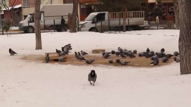 Las Palomas Comunes Los Cuervos Encapuchados Comen Cereales Algunas Buenas — Vídeo de stock