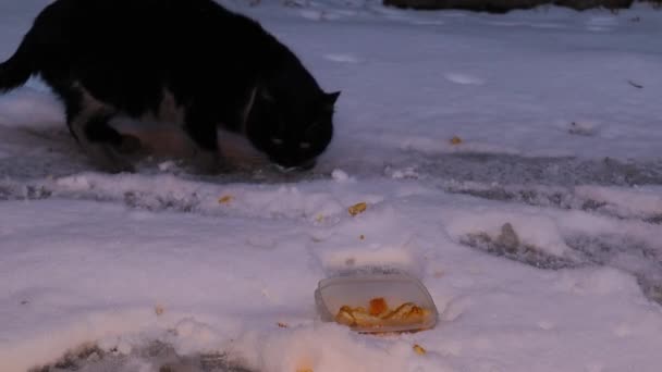Положите Миску Еды Зимой Помочь Бродячим Животным Испуганный Бездомный Кот — стоковое видео