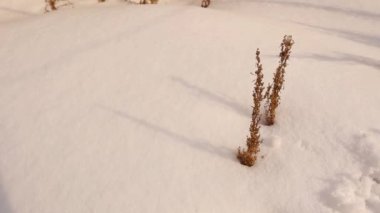 Kış arka planında mikroskop altında kar taneleri oluşur, doğa. Buz kristali makrosu. Buz çiçekleri, ormandaki küçük buz kristalleri. Buz yüzünden oluşmuş desenler. Kar taneleri, kar toprağı, kar...