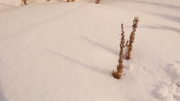 Snowflake Μορφές Κάτω Από Ένα Μικροσκόπιο Στο Φόντο Του Χειμώνα — Αρχείο Βίντεο