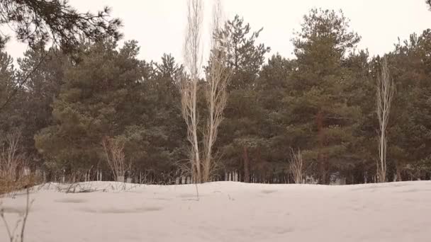 トルコのエルズルム山脈の吹雪の間に公正かつ松の森 冬には雪に覆われた松林のパノラマ 雪の中の冬にはトウヒの森 冬の風景 凍った霜 — ストック動画