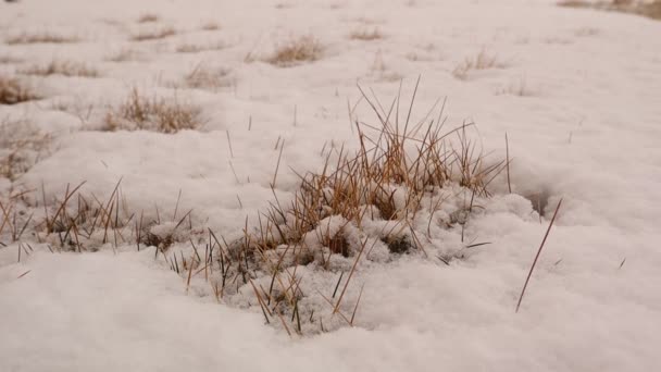 Hierba Está Cubierta Nieve Suelo Del Bosque Invierno Que Alimento — Vídeo de stock
