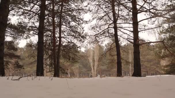 Las Jodłowy Sosnowy Podczas Burzy Śnieżnej Górach Erzurum Turcji Panorama — Wideo stockowe