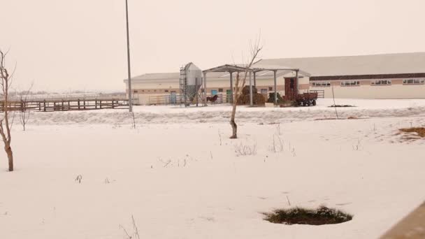 在靠近马术中心的寒冷冬季暴雪中 哈夫林格的马出现在户外 小马在大雪中奔跑 寒冷的冬季 马群在室外跳跃 — 图库视频影像