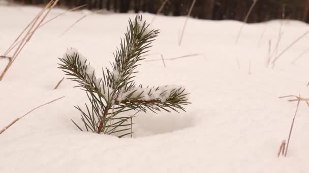 雪に覆われた小さな松の木を閉じます トルコのエルズルム山脈の吹雪の間に公正かつ松の森 降雪中の冬に森を発芽させます 凍った霜の風景 雪が降る — ストック動画