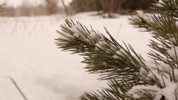Closeup Dennenboom Tak Bedekt Met Sneeuw Fir Dennenbos Tijdens Een — Stockvideo