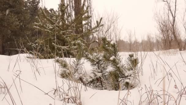 Zbliżenie Mała Sosna Pokryta Śniegiem Las Jodłowy Sosnowy Podczas Burzy — Wideo stockowe