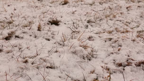 雪花形成在显微镜下的冬季背景下 大自然 冰晶宏观 小冰晶在林地上 霜冻造成的花纹雪花 — 图库视频影像