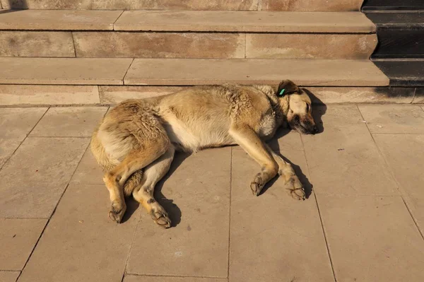 Homeless Dog Sleeps Side Road Sun Get Some Warmth Cold — Stock Photo, Image