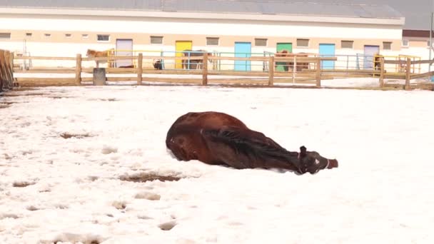 馬を再生し 雪の上にロールし いくつかの雪に覆われた草を探します 晴れた冬の日には屋外でHanoverian馬は自由に移動することができます フェンスに囲まれた畑の馬 — ストック動画