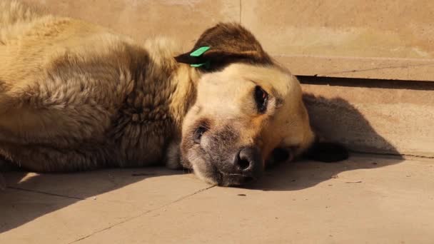 Бездомний Собака Спить Боці Дороги Сонці Щоб Зігрітися Холодні Зимові — стокове відео